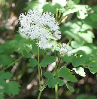 カラマツソウ 山野草 高山植物の通信販売店 岩崎園芸ネットストア