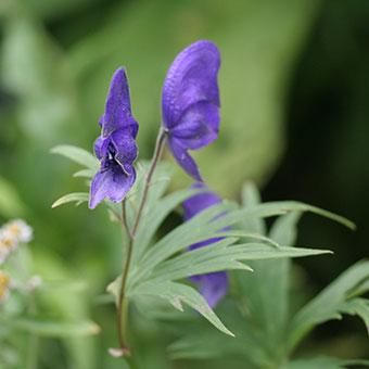 大雪トリカブト 山野草 高山植物の通信販売店 岩崎園芸ネットストア