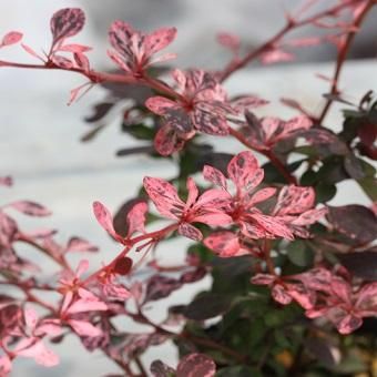 斑入り赤葉メギ 山野草 高山植物の通信販売店 岩崎園芸ネットストア 斑入り赤葉メギ 山野草 高山植物の通信販売店 岩崎園芸ネットストア