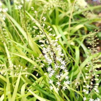 クロカミゼキショウ 山野草 高山植物の通信販売店 岩崎園芸ネットストア