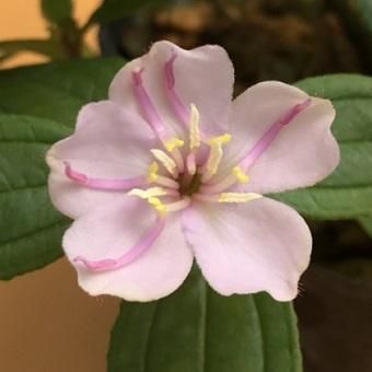 オオシマノボタン 山野草 高山植物の通信販売店 岩崎園芸ネットストア オオシマノボタン 山野草 高山植物の通信販売店 岩崎園芸ネットストア