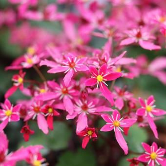 大文字草 猩々の華 - 岩崎園芸ネットストア