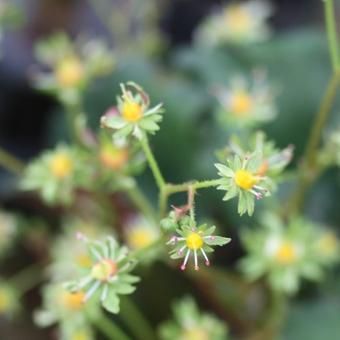 大文字草 緑華仙 - 岩崎園芸ネットストア