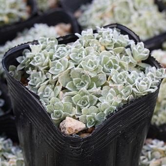 ヘリクリサム・ミルフォルディアエ - 岩崎園芸ネットストア