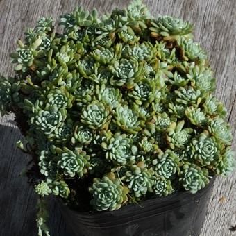 タカスソウ - 岩崎園芸ネットストア