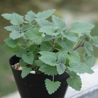 キャットニップ3 5寸ポット苗 山野草 高山植物の通信販売店 岩崎園芸ネットストア キャットニップ3 5寸ポット苗 山野草 高山植物の通信販売店 岩崎園芸ネットストア