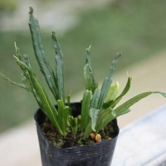 ノキシノブ 大千鳥 山野草 高山植物の通信販売店 岩崎園芸ネットストア ノキシノブ 大千鳥 山野草 高山植物の通信販売店 岩崎園芸ネットストア