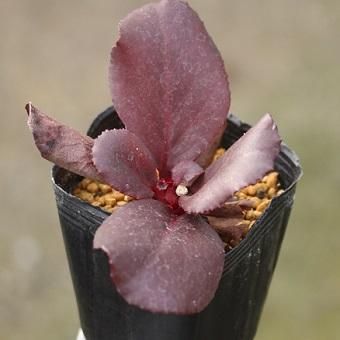 赤花ヒマラヤユキノシタ 山野草 高山植物の通信販売店 岩崎園芸ネットストア 赤花ヒマラヤユキノシタ 山野草 高山植物の通信販売店 岩崎園芸ネットストア