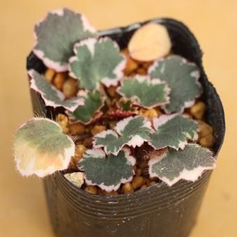ユキノシタ 御所車 山野草 高山植物の通信販売店 岩崎園芸ネットストア ユキノシタ 御所車 山野草 高山植物の通信販売店 岩崎園芸ネットストア