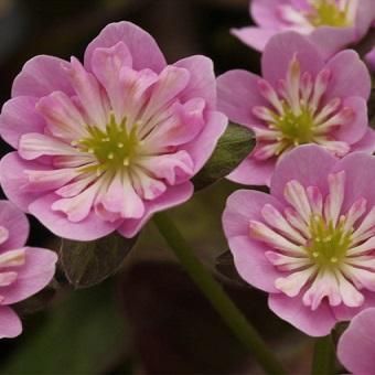 舞扇 二段咲き 山野草 高山植物の通信販売店 岩崎園芸ネットストア