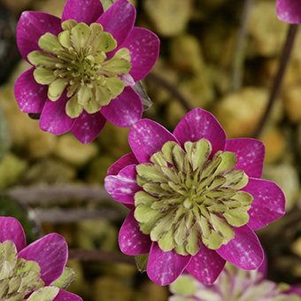 雪割草 - 山野草・高山植物の通信販売店｜岩崎園芸ネットストア