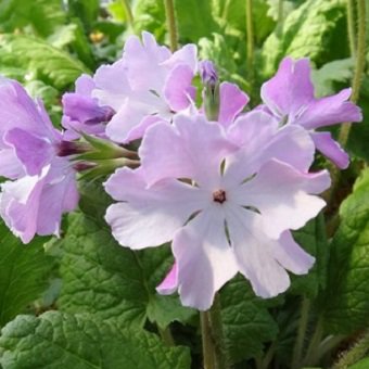 日本桜草 かくれみの 山野草 高山植物の通信販売店 岩崎園芸ネットストア