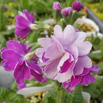 八重咲きサクラソウ 花小町 山野草 高山植物の通信販売店 岩崎園芸ネットストア 八重咲きサクラソウ 花小町 山野草 高山植物の通信販売店 岩崎園芸ネットストア