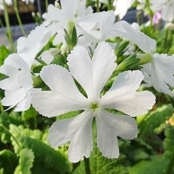 日本桜草 月の都 山野草 高山植物の通信販売店 岩崎園芸ネットストア