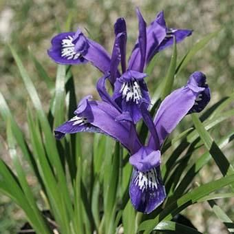 チベットコアヤメ 山野草 高山植物の通信販売店 岩崎園芸ネットストア チベットコアヤメ 山野草 高山植物の通信販売店 岩崎園芸ネットストア