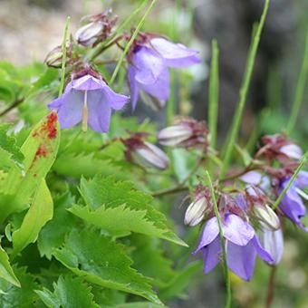 枝咲きキキョウ 山野草 高山植物の通信販売店 岩崎園芸ネットストア 枝咲きキキョウ 山野草 高山植物の通信販売店 岩崎園芸ネットストア