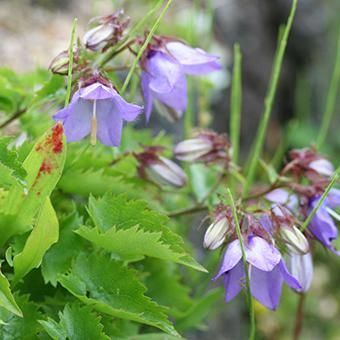 枝咲きキキョウ 山野草 高山植物の通信販売店 岩崎園芸ネットストア