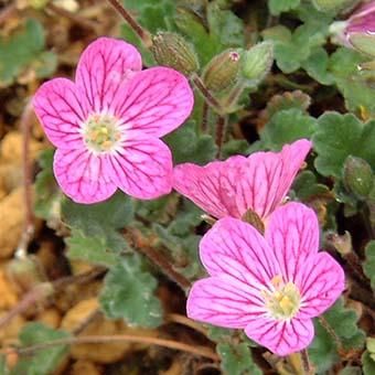 大輪オランダフウロ 山野草 高山植物の通信販売店 岩崎園芸ネットストア 大輪オランダフウロ 山野草 高山植物の通信販売店 岩崎園芸ネットストア