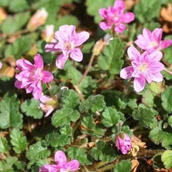 八重咲きオランダフウロ - 岩崎園芸ネットストア