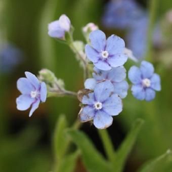 ルリソウ 山野草 高山植物の通信販売店 岩崎園芸ネットストア ルリソウ 山野草 高山植物の通信販売店 岩崎園芸ネットストア