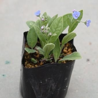 瑠璃草 花苗 山野草 ガーデニング 青花 草盆栽 虹 ルリソウ