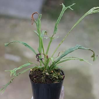 ノキシノブ 山野草 高山植物の通信販売店 岩崎園芸ネットストア ノキシノブ 山野草 高山植物の通信販売店 岩崎園芸ネットストア