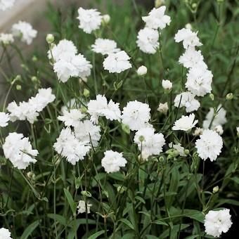 かすみ草さま　白のみ生地終了 八重咲き姫カスミソウ - 岩崎園芸ネットストア