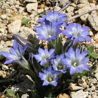 ハルリンドウ 山野草 高山植物の通信販売店 岩崎園芸ネットストア