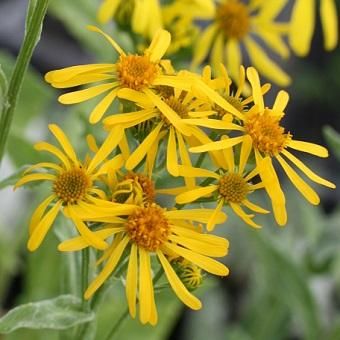 黄花コウリンカ 山野草 高山植物の通信販売店 岩崎園芸ネットストア