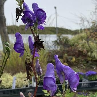ミヤマトリカブト 山野草 高山植物の通信販売店 岩崎園芸ネットストア ミヤマトリカブト 山野草 高山植物の通信販売店 岩崎園芸ネットストア