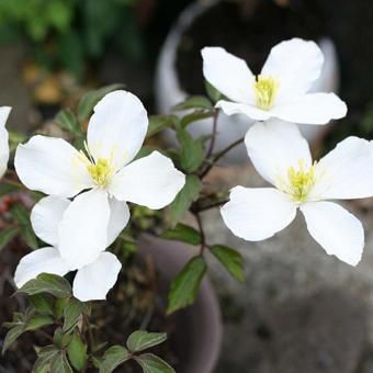 クレマチス モンタナ3 5寸苗 山野草 高山植物の通信販売店 岩崎園芸ネットストア