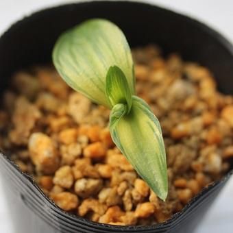 沖縄チドリ 魁 山野草 高山植物の通信販売店 岩崎園芸ネットストア 沖縄チドリ 魁 山野草 高山植物の通信販売店 岩崎園芸ネットストア