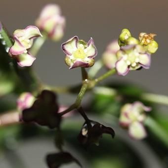 黒花ユキザサ 山野草 高山植物の通信販売店 岩崎園芸ネットストア 黒花ユキザサ 山野草 高山植物の通信販売店 岩崎園芸ネットストア