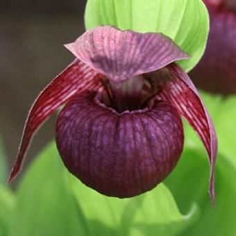 新到着 厚岸産ホテイアツモリソウ花3芽葉3芽株 - 岩崎園芸ネットストア 鉢花