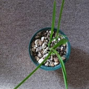 ネオレゲリア　バイーアナ　会長株 ネオレゲリア バイーアナ 会長株