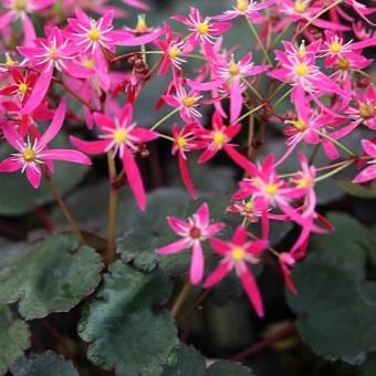 大文字草 金時 - 岩崎園芸ネットストア