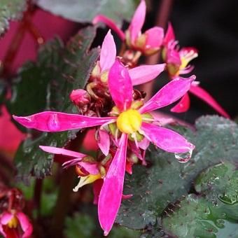 大文字草 金時 - 岩崎園芸ネットストア