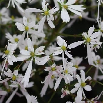 大文字草 多摩の雪 - 岩崎園芸ネットストア