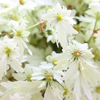 大文字草 さざ波 - 岩崎園芸ネットストア