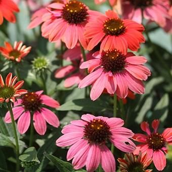 エキナセア「ホットコーラル」 - 岩崎園芸ネットストア