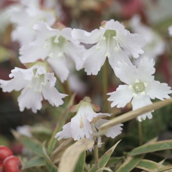 関東イワウチワ - 山野草・高山植物の通信販売店｜岩崎園芸ネットストア