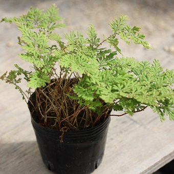 クラマシダ-シダ・山野草・宿根草・高山植物販売専門店岩崎園芸ネットストア