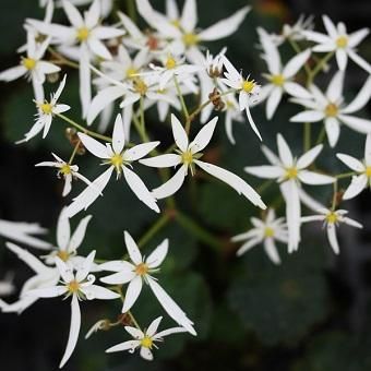 雪降花: drop White Color レコード クリスマスローズ専門店ショップ童仙房 サキシフラガ・ダンシング