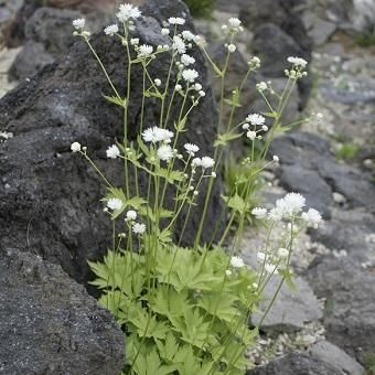 モミジカラマツ 山野草 高山植物の通信販売店 岩崎園芸ネットストア モミジカラマツ 山野草 高山植物の通信販売店 岩崎園芸ネットストア