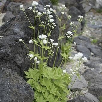 モミジカラマツ 山野草 高山植物の通信販売店 岩崎園芸ネットストア