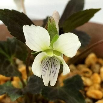 スミレ 阿蘇日陰スミレ - 岩崎園芸ネットストア