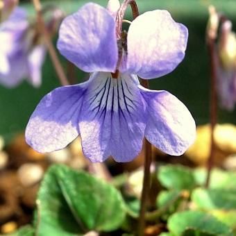 タチツボスミレ タチツボスミレ - 岩崎園芸ネットストア