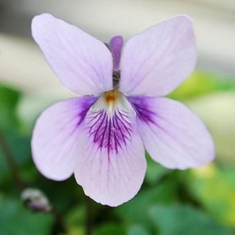 タチツボスミレ タチツボスミレ