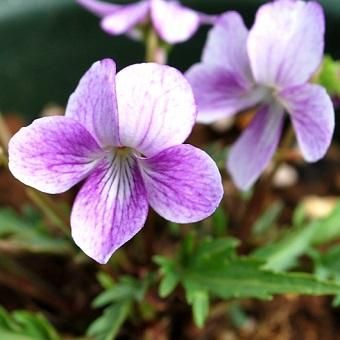 紅花スズキスミレ 山野草 高山植物の通信販売店 岩崎園芸ネットストア