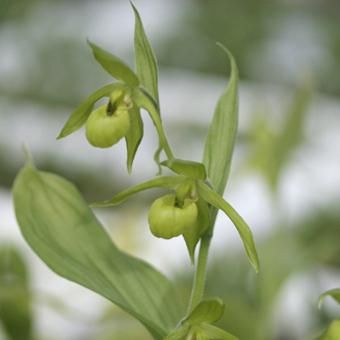 メ*4様 山野草　丸葉レブン　アツモリソウ　花１葉１　１鉢 メ*4様 山野草 丸葉レブン アツモリソウ 花1葉1 1鉢